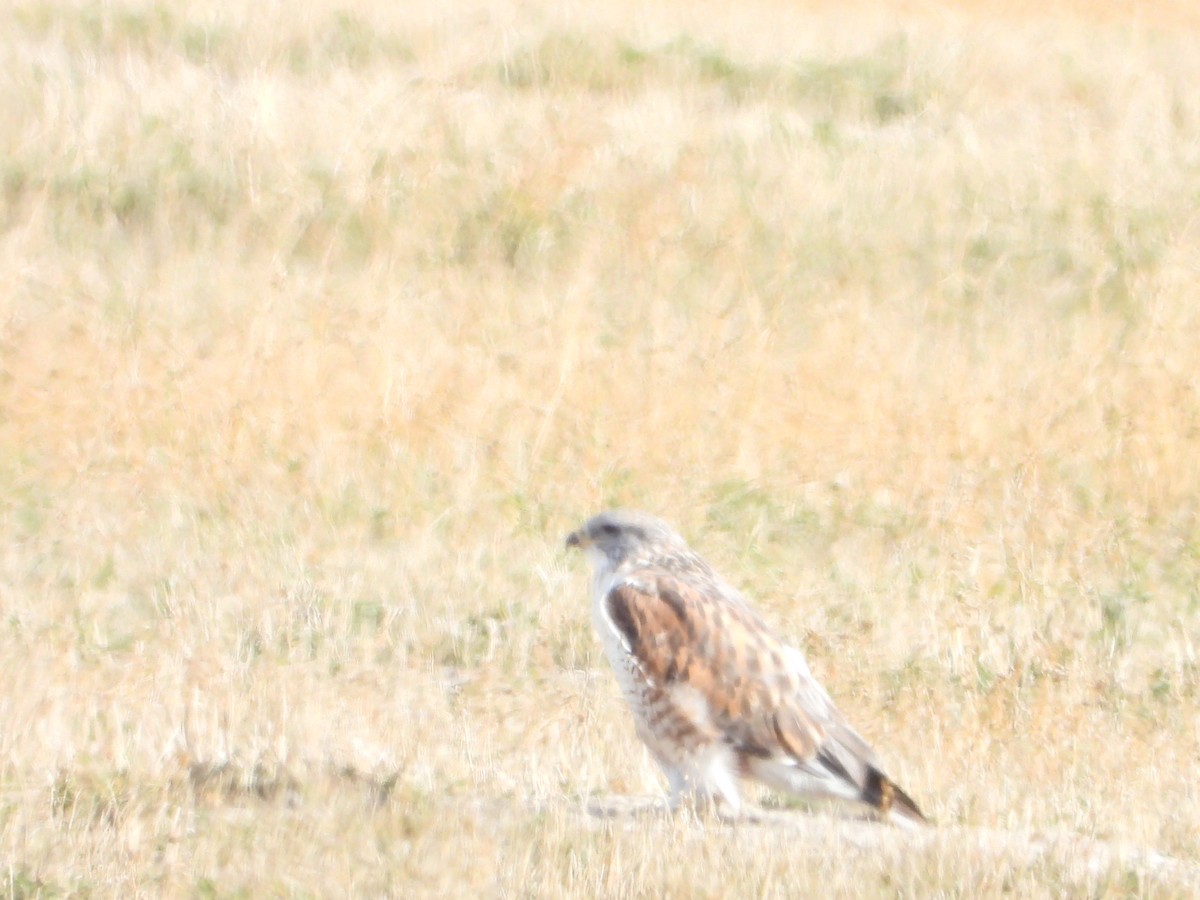 káně královská - ML646061431