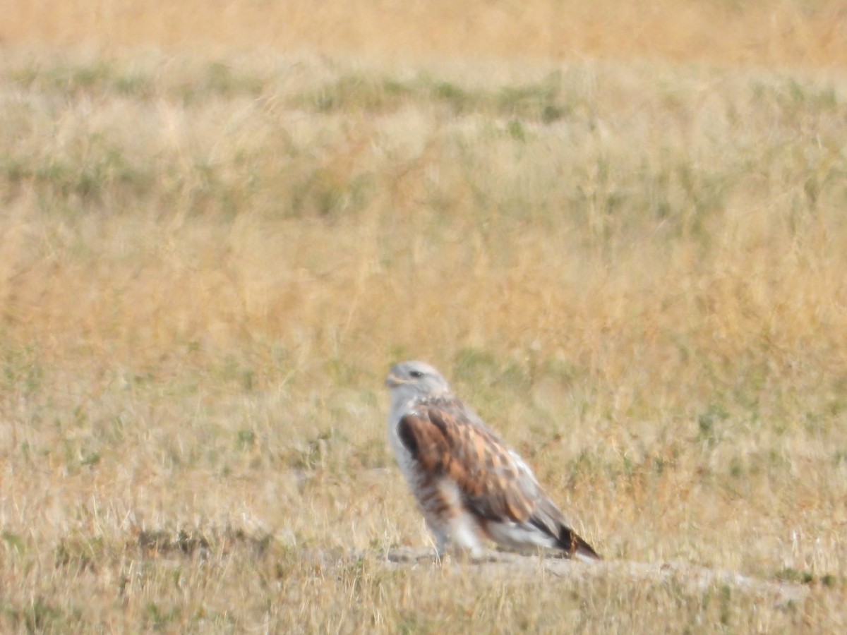 káně královská - ML646061432