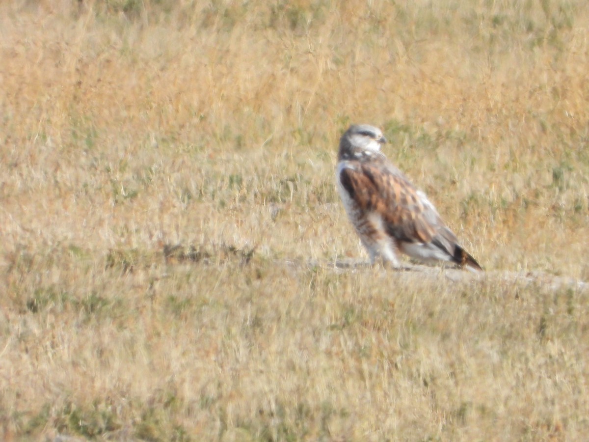 káně královská - ML646061433