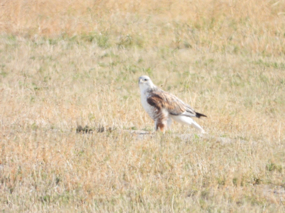 káně královská - ML646061434