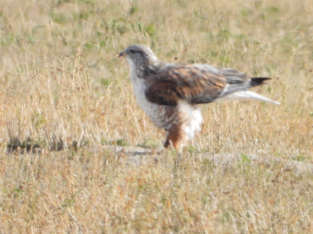 káně královská - ML646061435