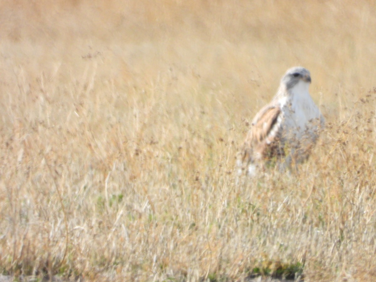 káně královská - ML646061436