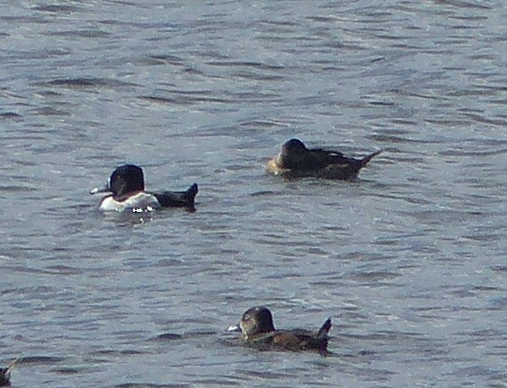 Ring-necked Duck - ML646061446