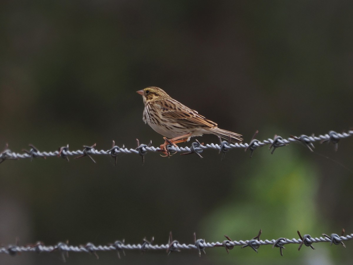 Savannah Sparrow - ML646061452