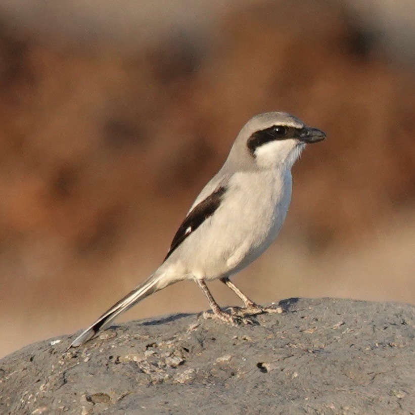 Great Gray Shrike - ML646061454