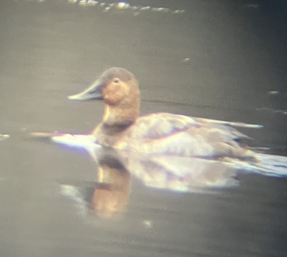 Büyük Elmabaş - ML646061456