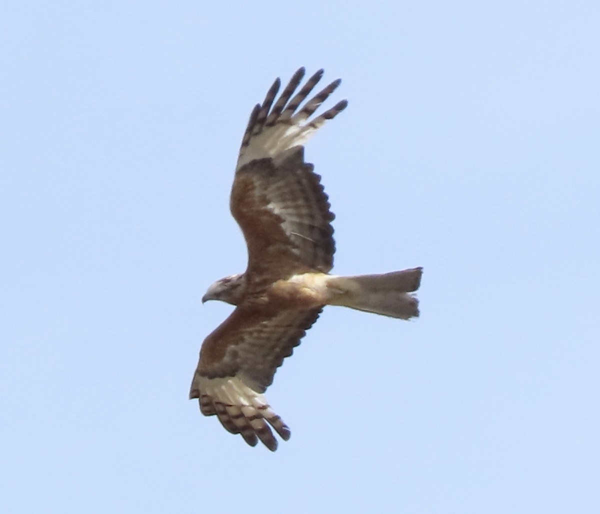 Square-tailed Kite - ML646061463