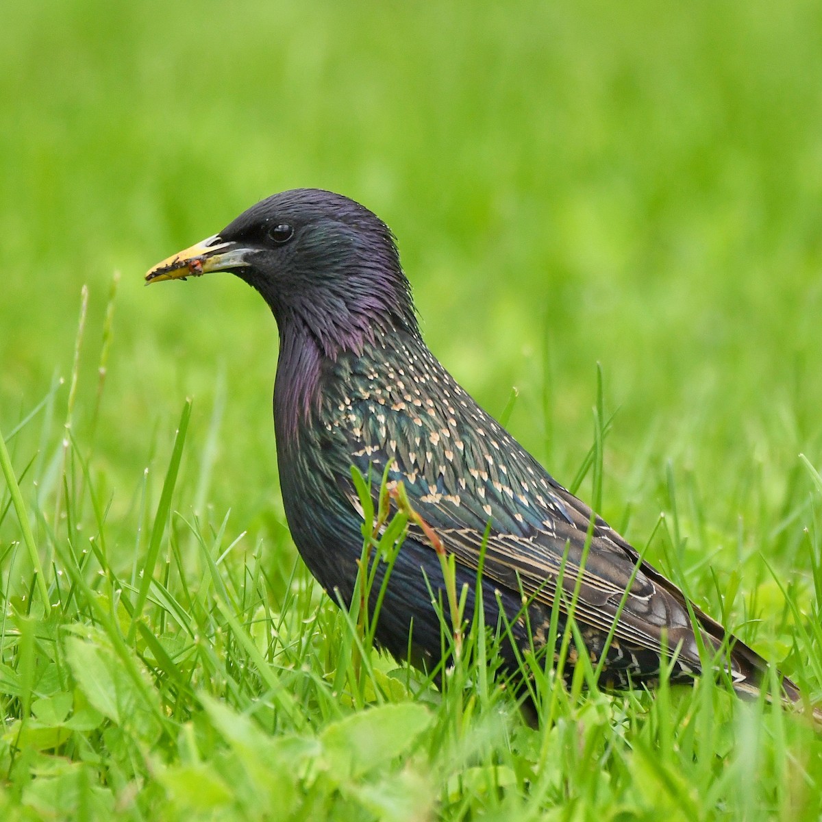 Arabazozo pikarta - ML646061464