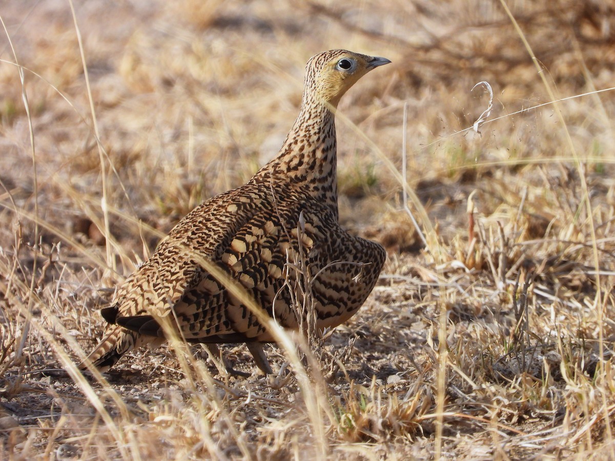 Chestnut-bellied Sandgrouse - ML646061468