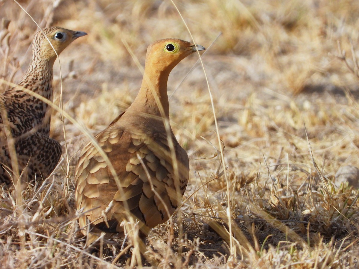 Chestnut-bellied Sandgrouse - ML646061469