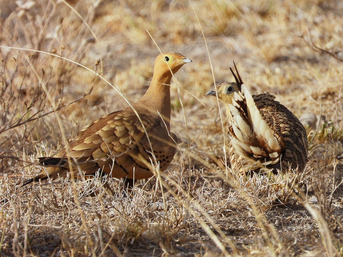 Chestnut-bellied Sandgrouse - ML646061473