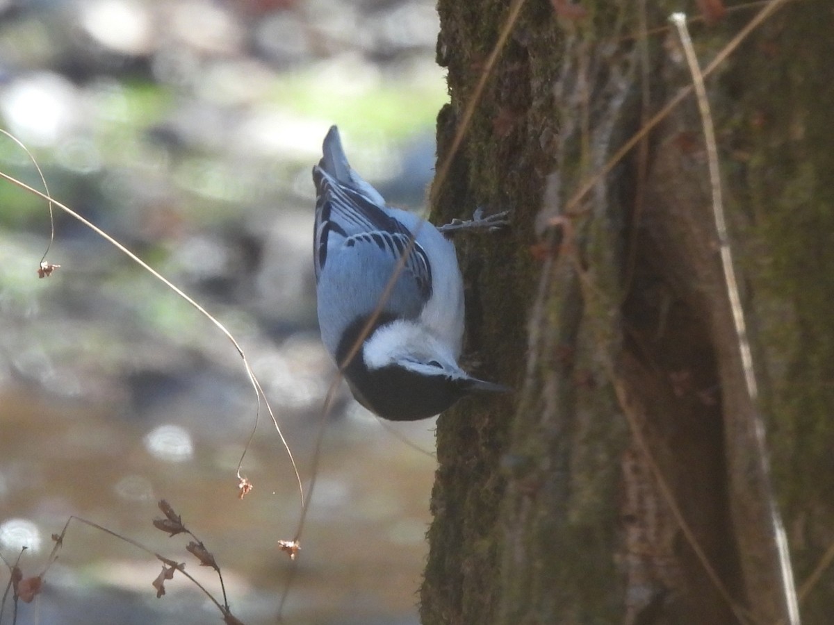 White-breasted Nuthatch (Eastern) - ML646061474