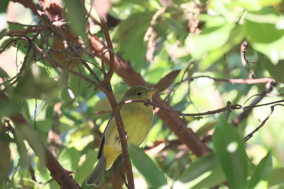 Western Tanager - ML646061475