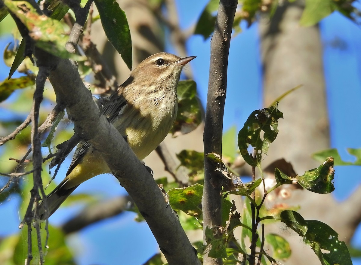 Palm Warbler - ML646061482