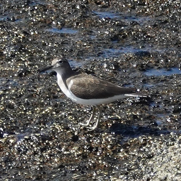 Common Sandpiper - ML646061486