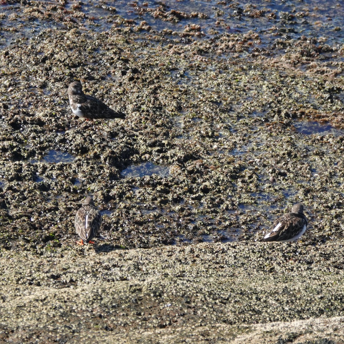 Ruddy Turnstone - ML646061488