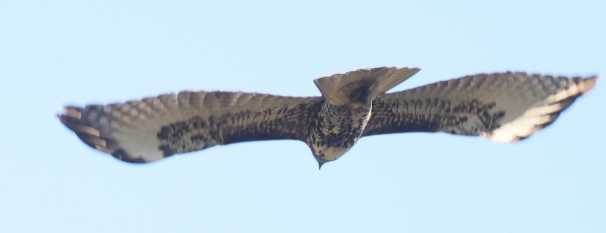 Red-tailed Hawk - ML646061491
