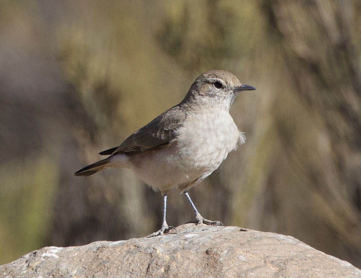 Rufous-banded Miner - ML646061492