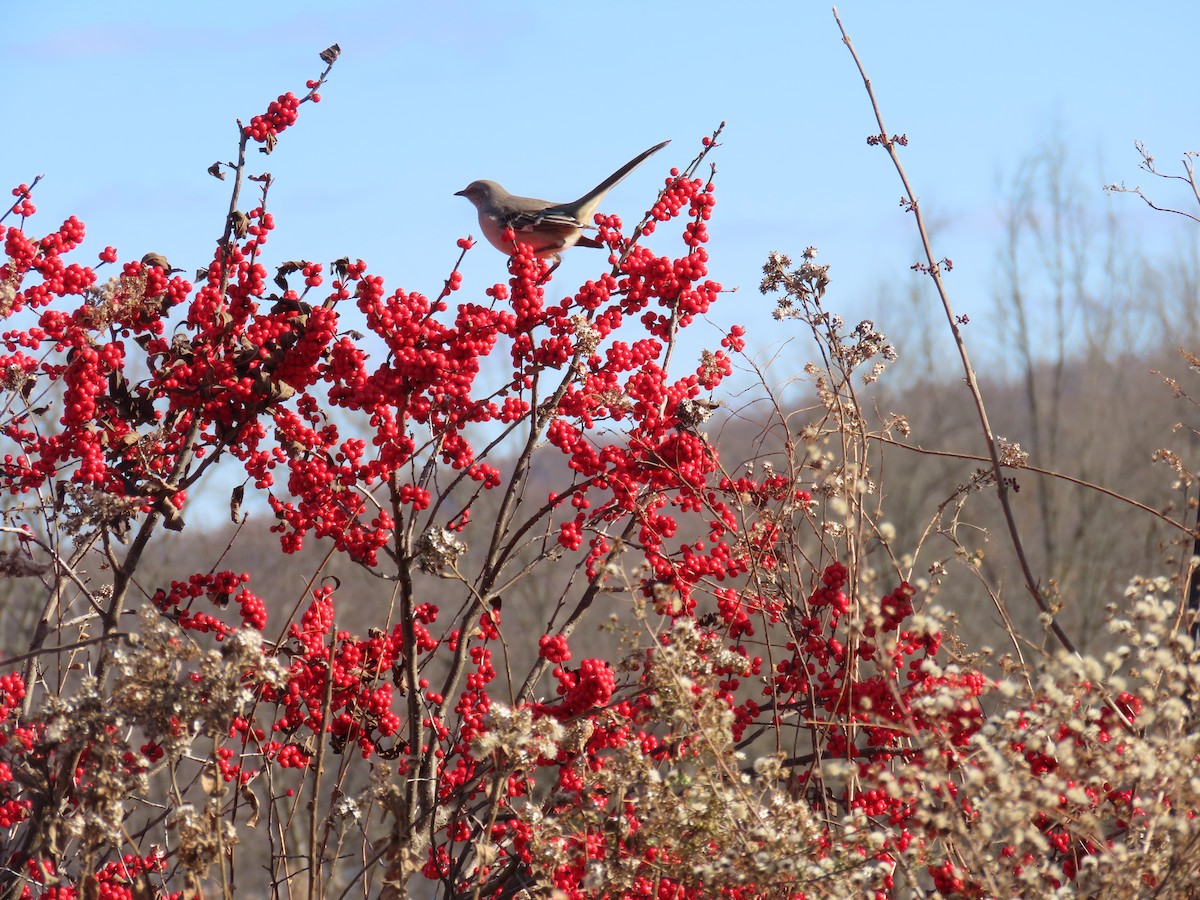 Northern Mockingbird - ML646061494