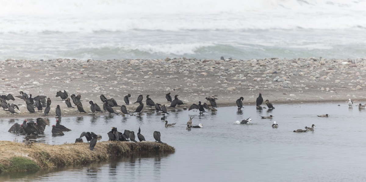 Neotropic Cormorant - ML646061495