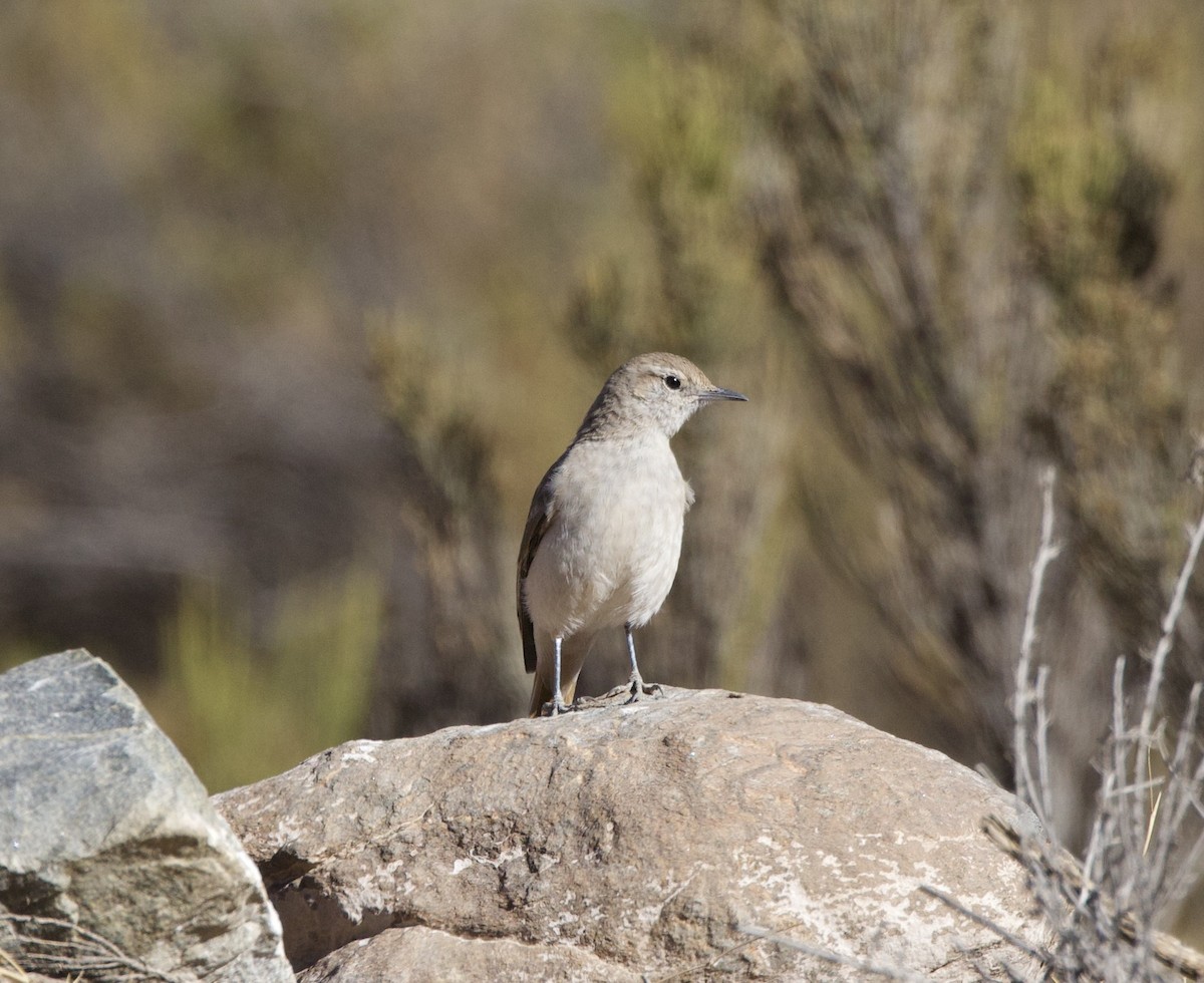 Rufous-banded Miner - ML646061496
