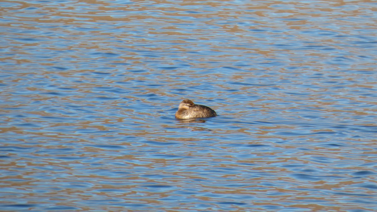 Ruddy Duck - ML646061497