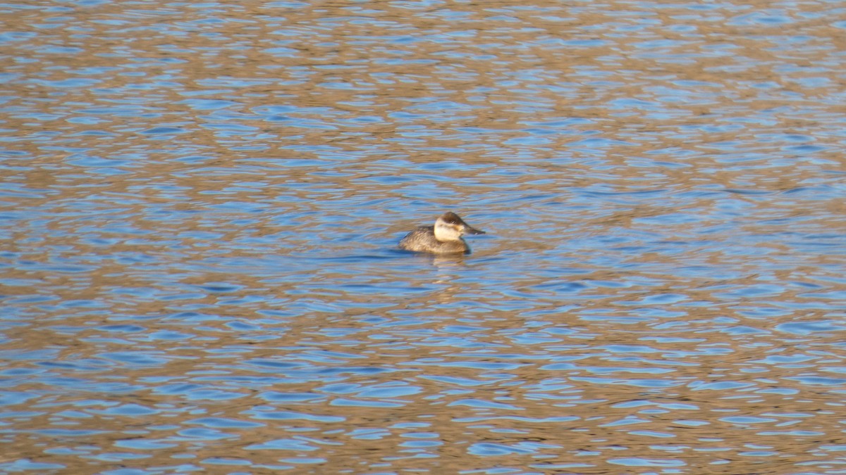 Ruddy Duck - ML646061498