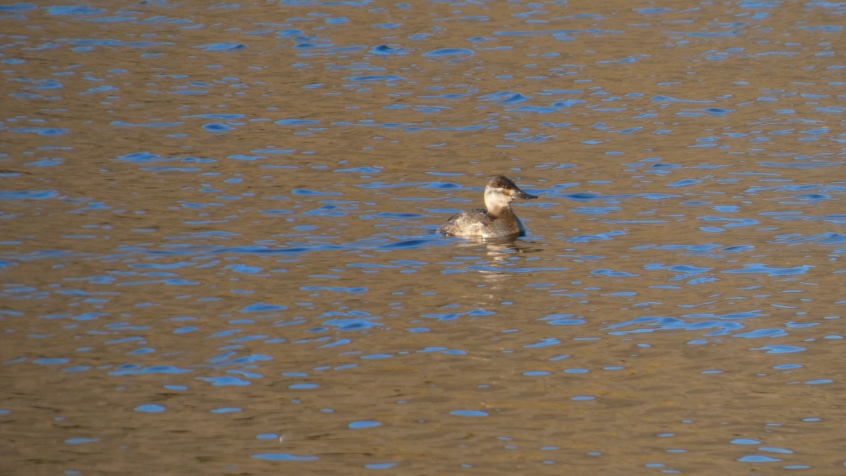 Ruddy Duck - ML646061499