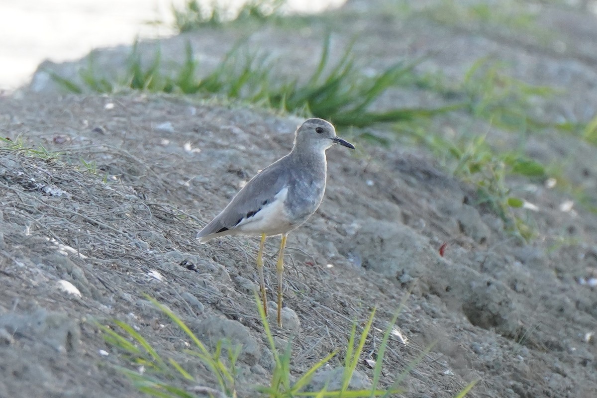 White-tailed Lapwing - ML646061501