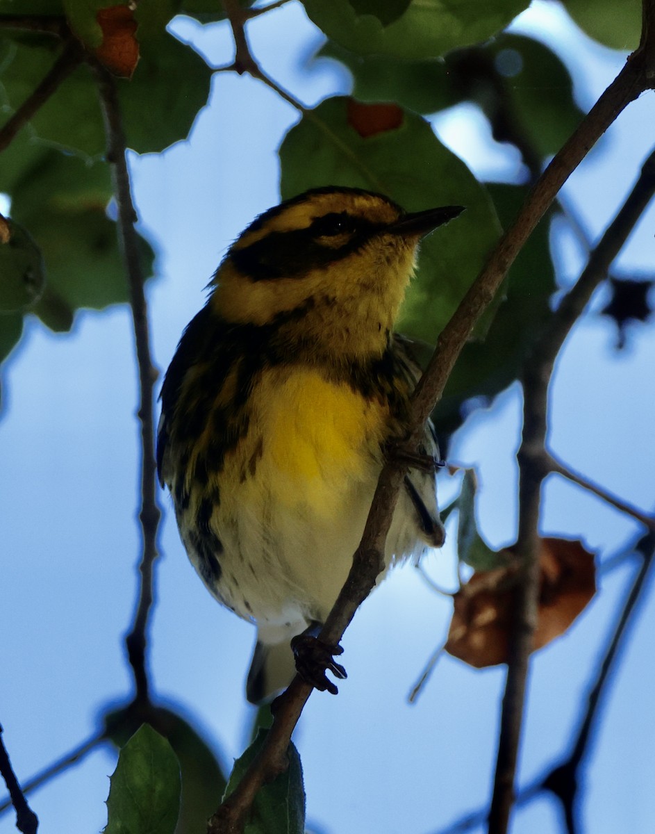 Townsend's Warbler - ML646061502