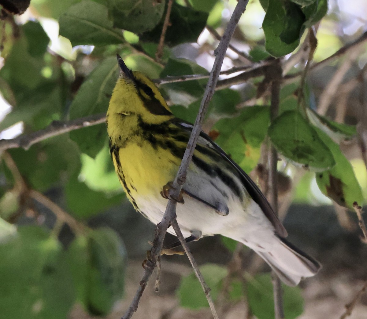 Townsend's Warbler - ML646061503