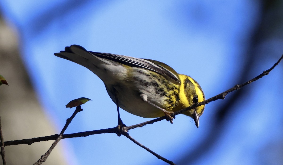 Townsend's Warbler - ML646061504
