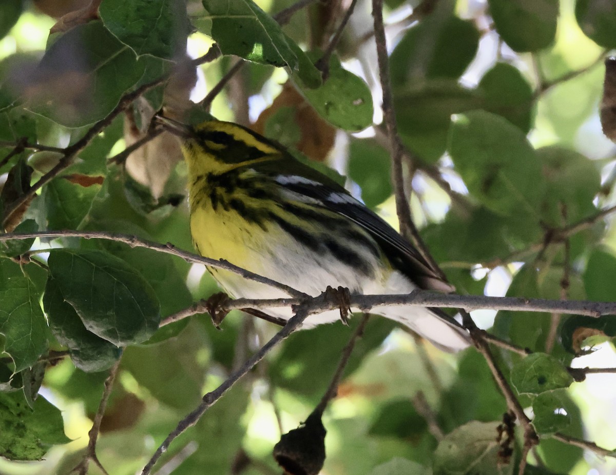 Townsend's Warbler - ML646061506