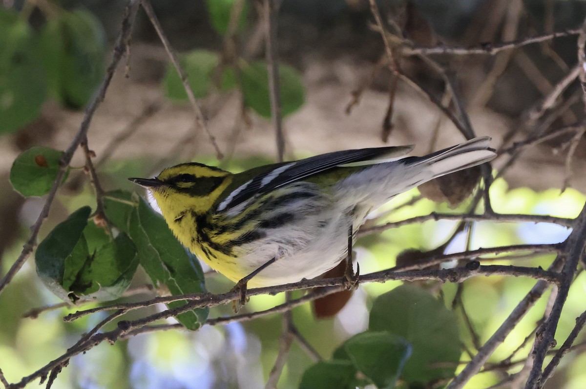 Townsend's Warbler - ML646061507