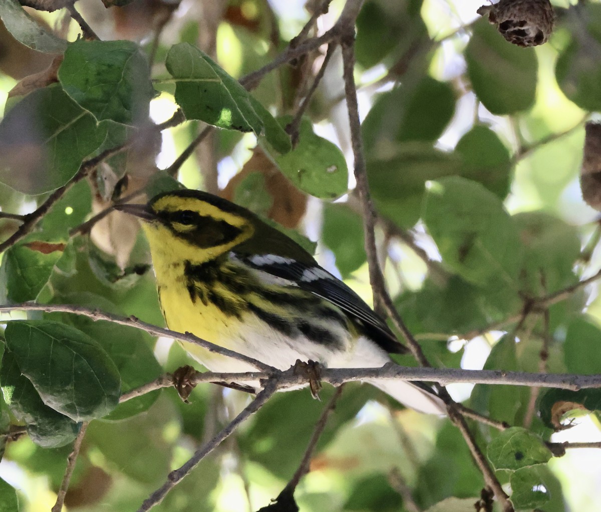 Townsend's Warbler - ML646061508