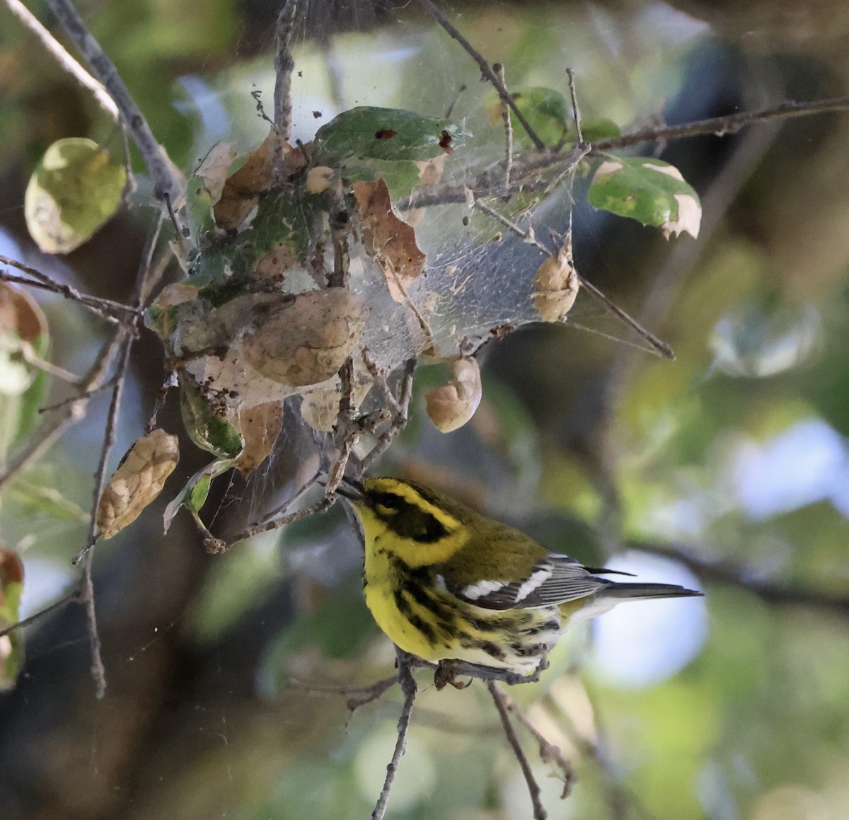Townsend's Warbler - ML646061509