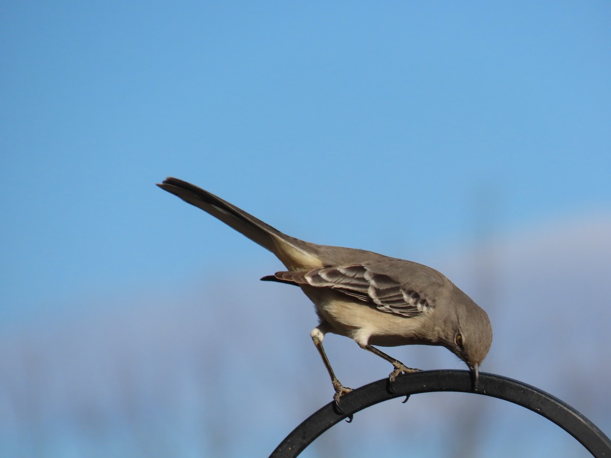 Northern Mockingbird - ML646061513