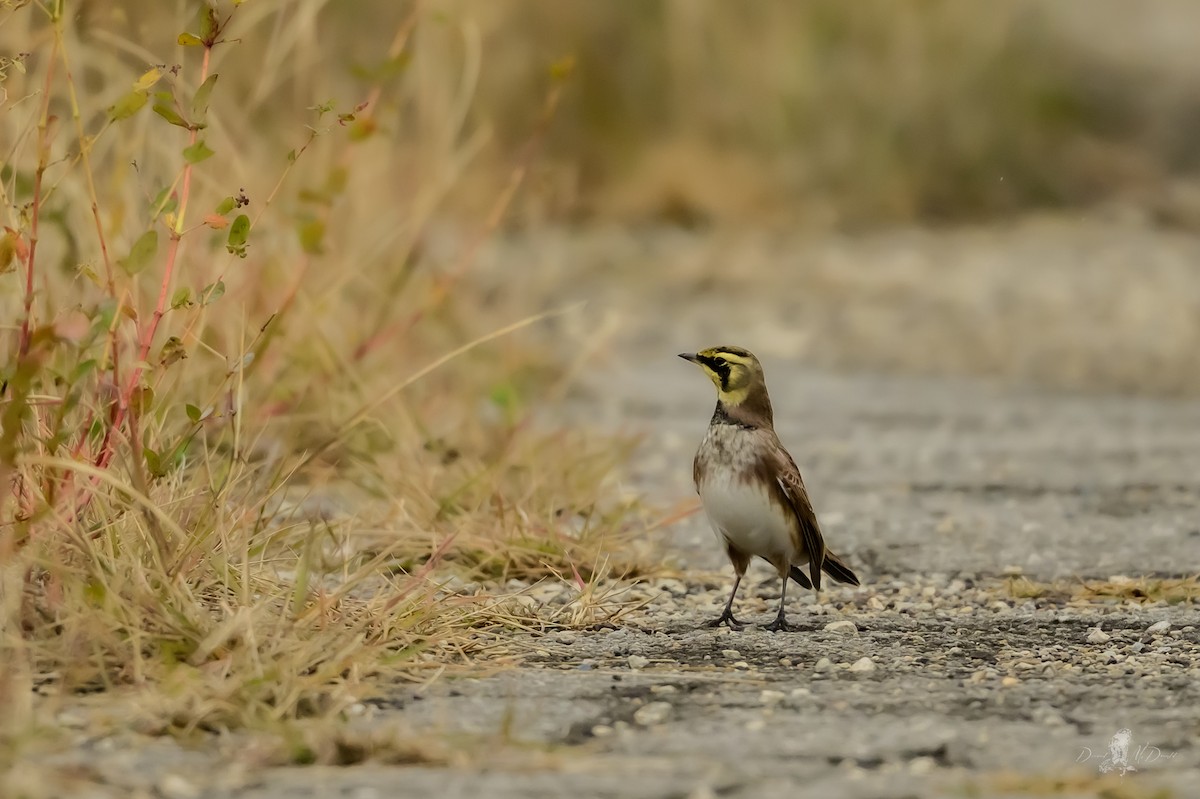 Horned Lark - ML646061514