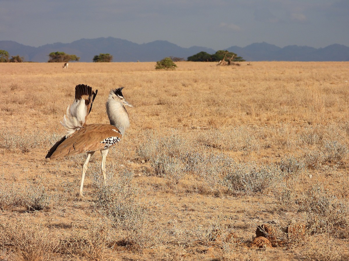 Kori Toyu - ML646061515