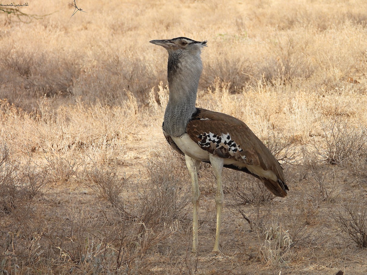 Kori Toyu - ML646061516