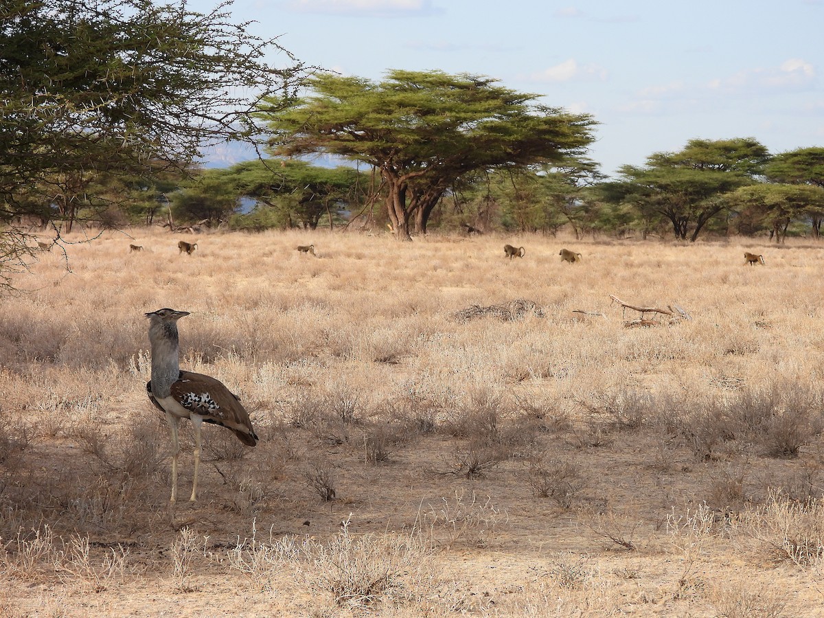 Kori Toyu - ML646061517