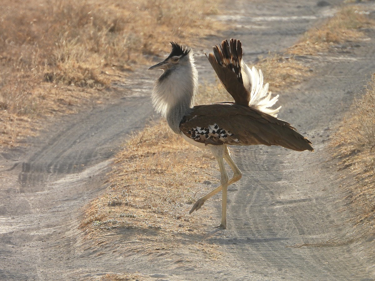 Kori Toyu - ML646061518