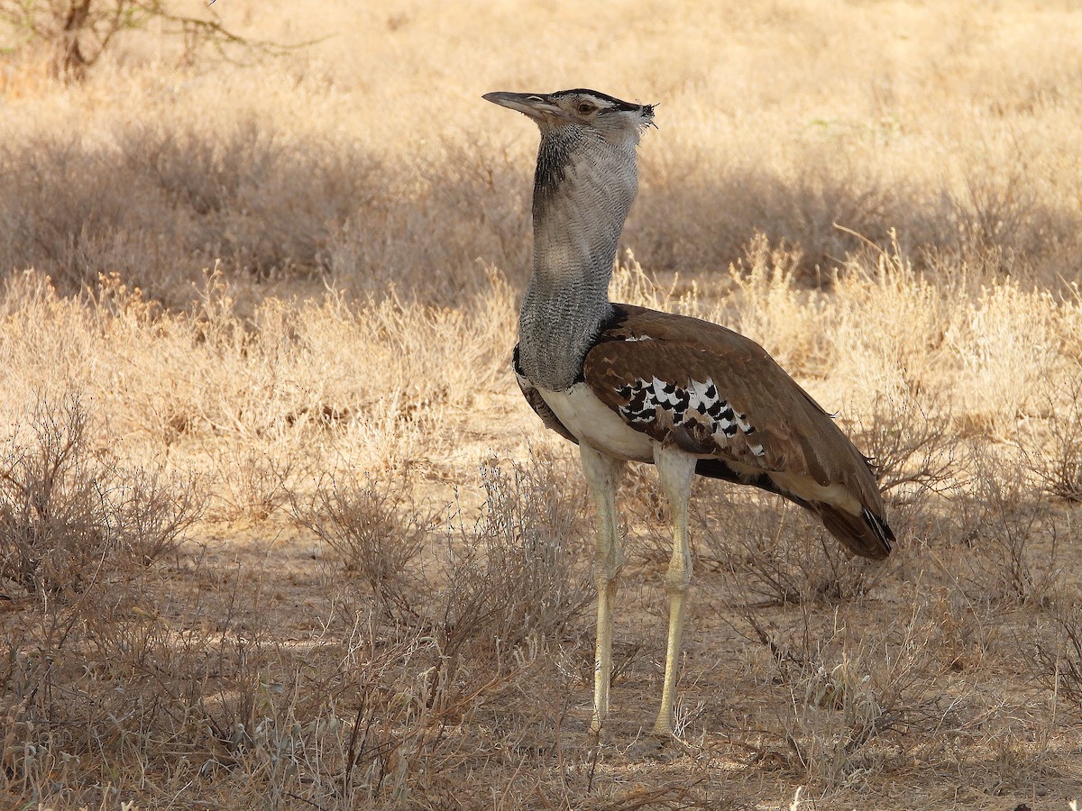 Kori Toyu - ML646061519