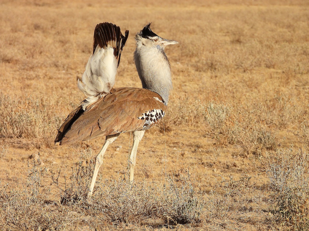 Kori Toyu - ML646061520