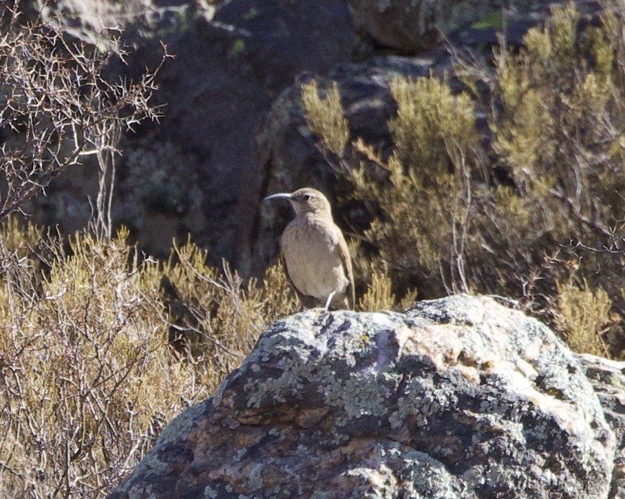 Scale-throated Earthcreeper - ML646061521