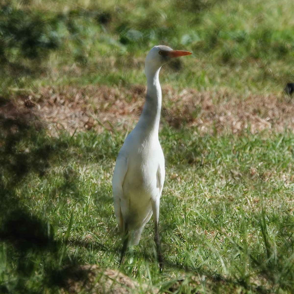 Western Cattle-Egret - ML646061522