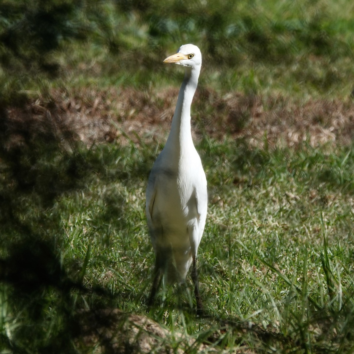 Western Cattle-Egret - ML646061523