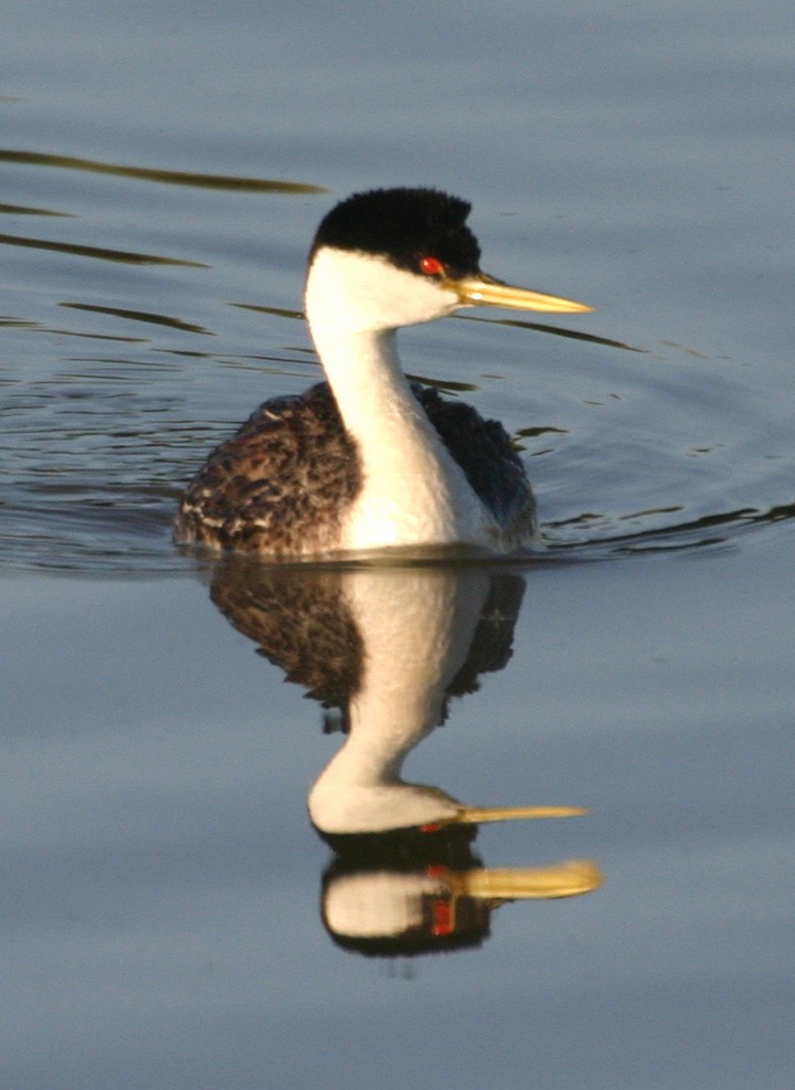 Western Grebe - ML646061525