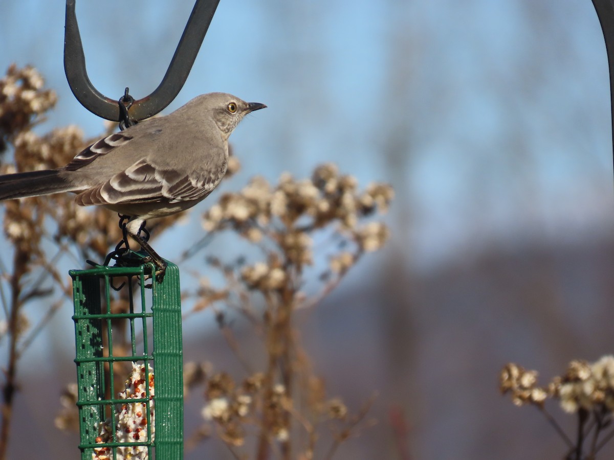 Northern Mockingbird - ML646061527