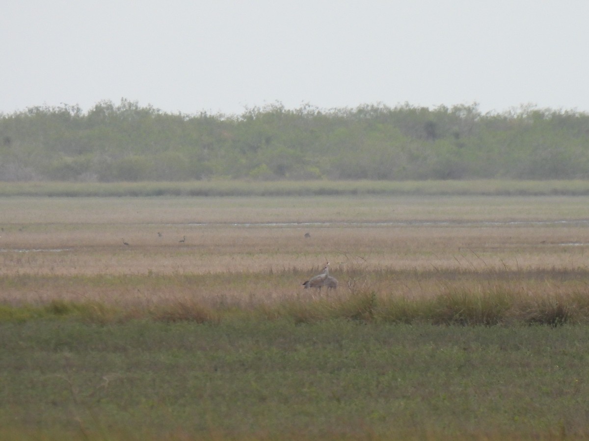 Sandhill Crane - ML646061528